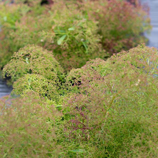 Seafoam für realistische Bäume und Vegetation