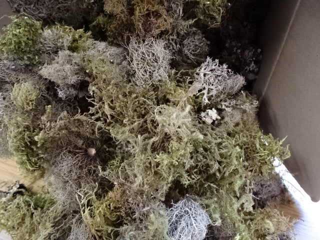 Moss and Lichen approx 300g