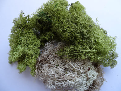 Lichen - wasteland mix 50g bag